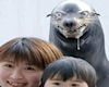 APJ-Crazed Seal