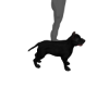 |V| Black Pitbull anim