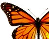 Animated BUtterfly