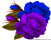 Blue & Purple Rose