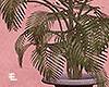 Girl Gang / Palm Plant