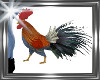 ! rooster pet
