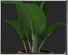 PLANT IN GOLDEN STAND