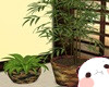 Hotaru Plant Set