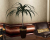 Glamour Palm Plant