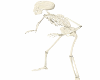 Animated Skelton