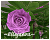 Lux Pink Rose Bush