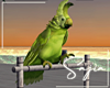 S!Tropic Parrot Animated