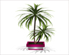 Room Plant