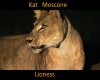 KatMoscone -Lioness