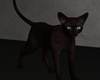 Black Cat 😺