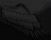 black wings