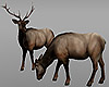 Country Deer