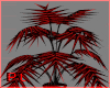 PL Red Black Palm Plant