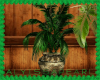 Emerald Palm Plant