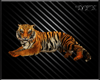 [D] Tiger 