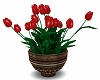 Potted Red Tulips