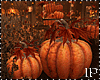 Bundle Pumpkin Autumn