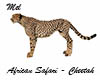 African Safari - Cheetah