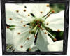 White Cherry Blossom