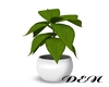 A Plant