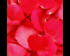 red rose petal mug