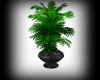 (M)~BlackBeauty Plant