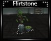 Infinity Plant