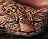 cheetah pic