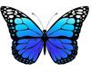 Blue Butterfly 1