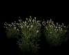 Pampa flowers /plumeaux