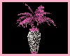 Pink Leopard Plant 1 ani