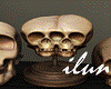 Skull Specimen