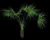 A&;  Alone Palm Tree  &;