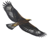 [ML] Agila fillar