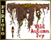 Wild Autumn Ivy