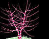 Peppermint tree Vr1