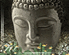 HT Buddha ♥ Head