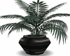 black pot plant