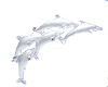 ! Dolphins