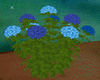 blue hydrangeas