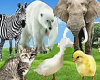 Animal Sounds