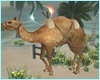 Desert Camel Ride