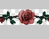 Animated Rose Divider