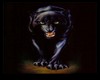 Black panther