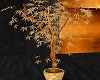 Golden Shimmer Plant~