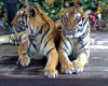 Tigers