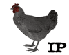 White Hen Animated