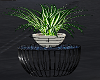Penthouse Dracena Plant