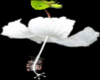 White Hibiscus Raindrops